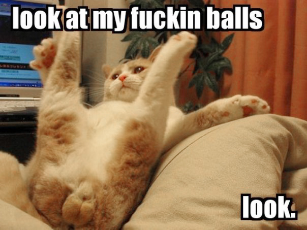 kitty balls