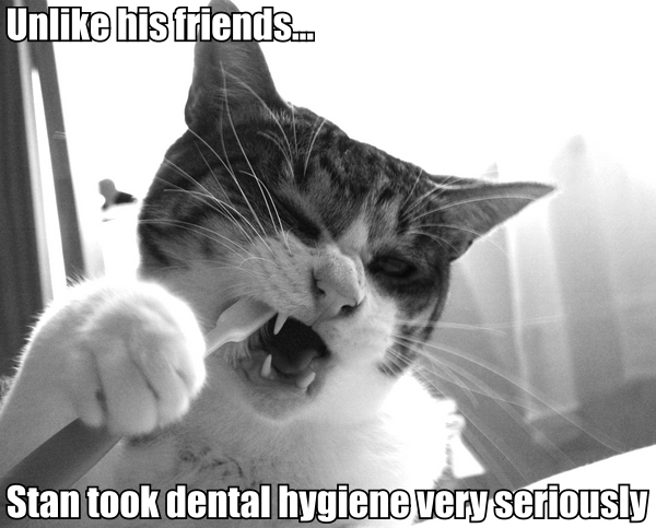 toothbrush brush teeth dental hygiene flossing lol cat macro